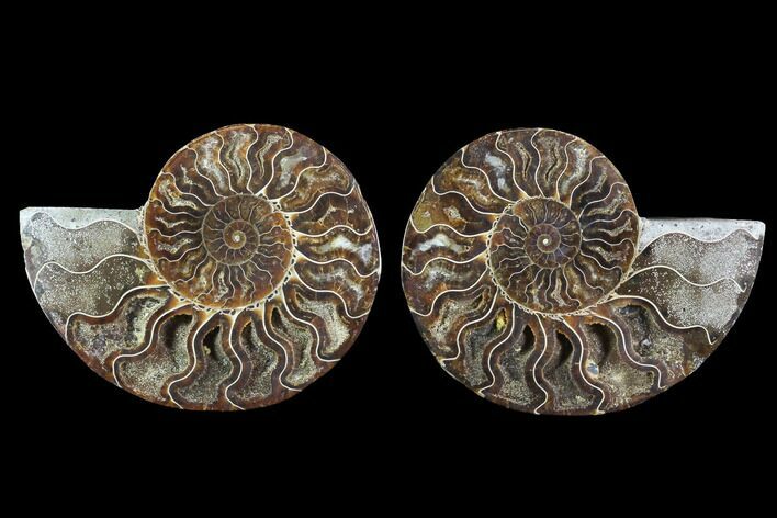 Cut & Polished Ammonite Fossil - Crystal Chambers #91165